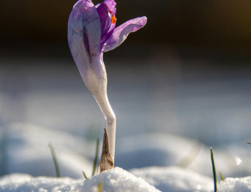 Building Resilience in Rural Leadership: More Than Just Getting Through  By Dr. Pamela J. Pine